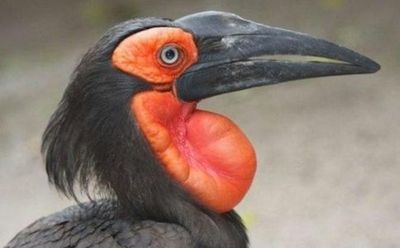 Заповедник «Мир птиц» и парк обезьян: Входной билет - photo 4