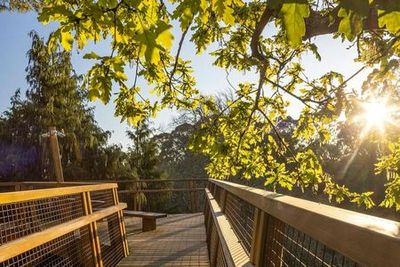 Парк Серралвеш: входной билет и прогулка по верхушке дерева - photo 3