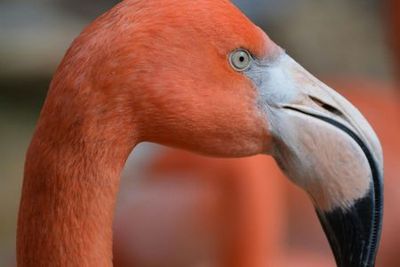 ZOA Parc: Входной билет - photo 4