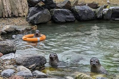 Exploris Aquarium: Входной билет - photo 4