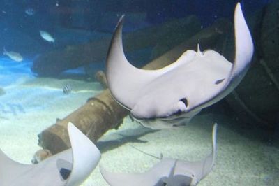 Exploris Aquarium: Входной билет - photo 3