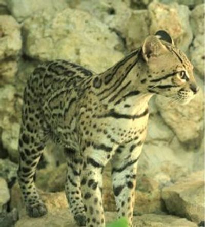 Зоопарк Croco Cun: Билет с быстрым входом - photo 4