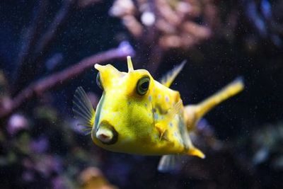 Океанариум Онирии: Входной билет - photo 3