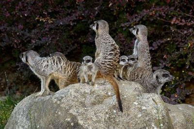 Кёльнский зоопарк и аквариум: Входной билет - photo 4