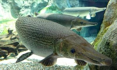 Подводный мир Лангкави: Входной билет - photo 4