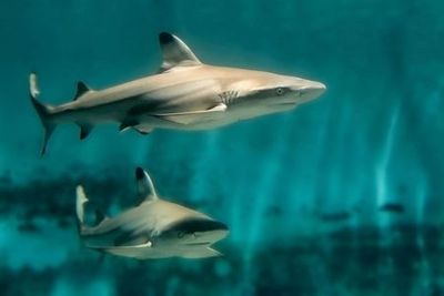 Аквариум Тихого океана: Билет с входом без очереди - photo 3