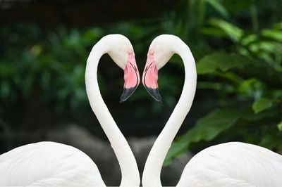 Зоопарк Майами: Билет с входом без очереди - photo 4