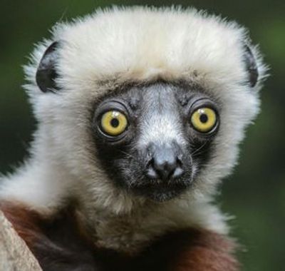 Зоопарк Бронкса: Входной билет - photo 4