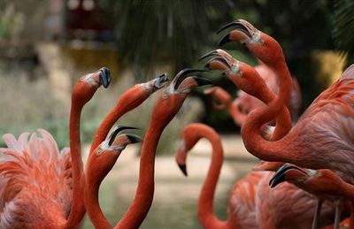 Лагосский зоопарк: Входной билет - photo 3