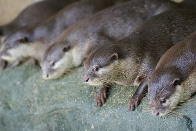 Зоопарк Негара: Входной билет - photo 3