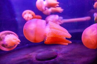 Аквариум SEA LIFE в Сиднее: входной билет - photo 4