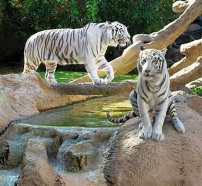 Парк Loro Parque: Входной билет + Перевозка транспортом - photo 3