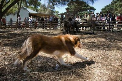 Остров Филиппа: входной билет на остров Черчилля - photo 4