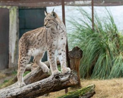 Зоопарк Коки: Входной билет - photo 3