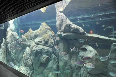 Аквариум в Ливорно: Входной билет - photo 3