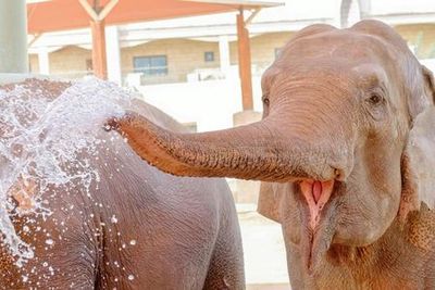 Зоопарк парка Эмиратов: Входной билет - photo 3