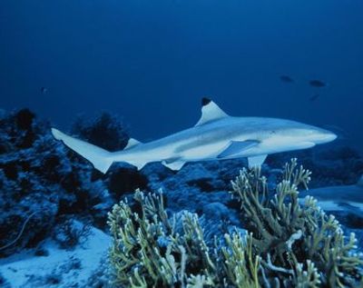 SEA LIFE Грейт-Ярмут: Входной билет - photo 3