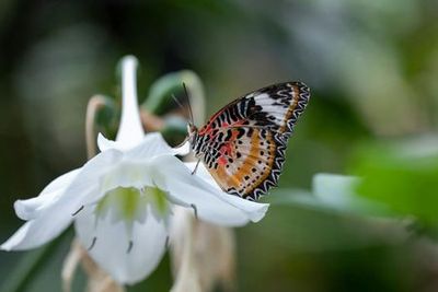 Центр бабочек Cockrell в Хьюстонском музее естественных наук: входной билет - photo 4