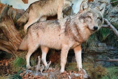 Museo Lusérn и Forte Werk Lusérn: вход + билет на выставку - photo 4