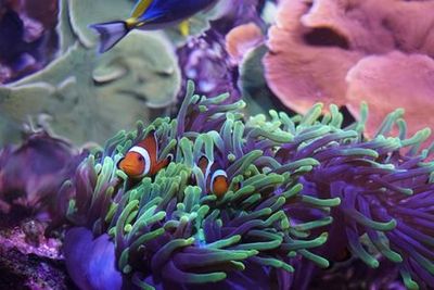 Океанариум Севильи: Входной билет - photo 3