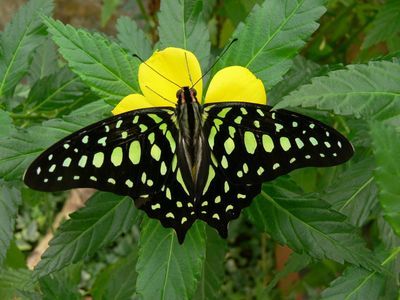 Парк бабочек Бенальмадены: Входной билет - photo 4