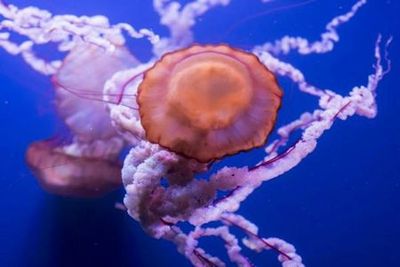 Океанариум Севильи: Входной билет - photo 4