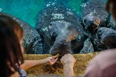 Речные чудеса Сингапура: Входной билет - photo 3