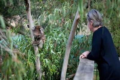 Природные парки острова Филиппа: вход в заповедник Коала - photo 4