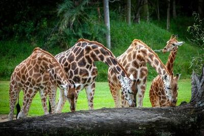 Австралийский зоопарк: быстрый входной билет + трансфер из Саншайн-Кост/Нуса - photo 4