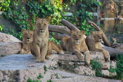 Барселонский зоопарк: Билет с входом без очереди - photo 3