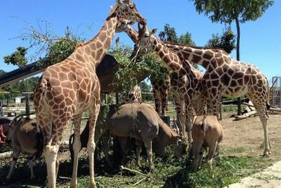 Сафари: входной билет в Равенну - photo 4