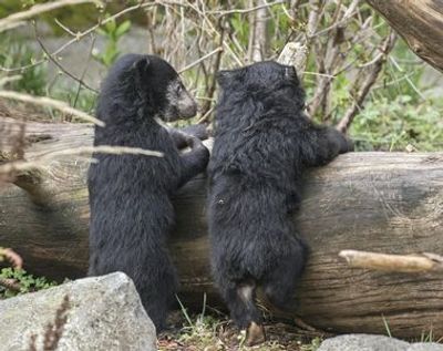 Лесной зоопарк: Билет с входом без очереди - photo 4