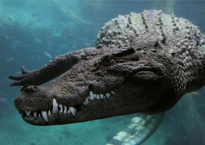 Тематический парк Олтремаре: Входной билет - photo 4