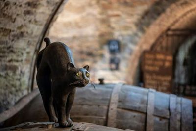 LOISIUM WineExperience: Билет с быстрым входом - photo 3