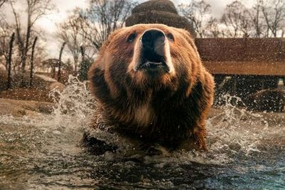 Зоопарк и аквариум Толедо: входной билет - photo 3