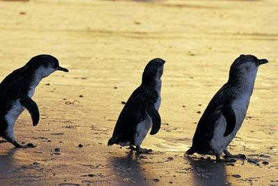 Природные парки острова Филиппа: входной билет на парад пингвинов - photo 4