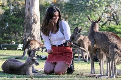 Одинокий заповедник Коала: Входной билет - photo 3