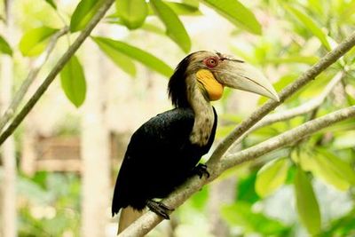 Парк дикой природы Ломбок: Входной билет - photo 4