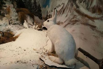 Музей Лузерна: Входной билет - photo 4