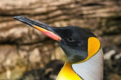 Океанополис: Билет с входом без очереди - photo 4