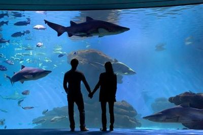 Аквариум Пальмы: Входной билет + трансфер из района Кальвиа - photo 3