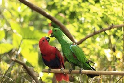 Парк дикой природы Ломбок: Входной билет - photo 3