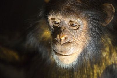 Берлин: Билет в Музей естественной истории и аудиоэкскурсия в приложении - photo 4