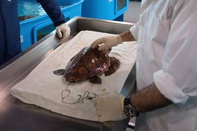 Turtle Point: Входной билет - photo 2