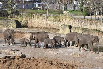Кёльнский зоопарк и аквариум: Входной билет - photo 2