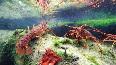 Океанополис: Билет с входом без очереди - photo 2