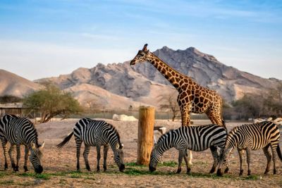 Зоопарк парка Эмиратов: Входной билет - photo 2