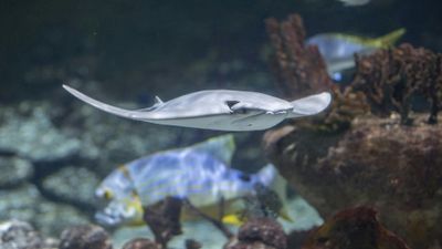 Океанариум Le Grau-du-Roi: Входной билет