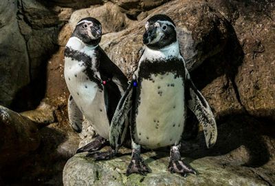 Barcelona Aquarium: Skip The Line Ticket - photo 2