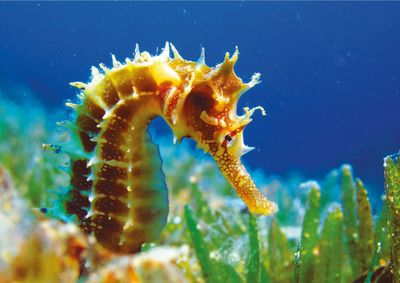 Тематический парк Олтремаре: Входной билет - photo 2